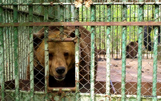 zoo