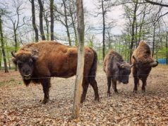 Curioși sau prietenoși. Zimbrii de la Zoo Hunedoara în ipostaze rare