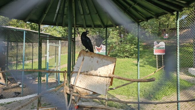 Zoo Hunedoara