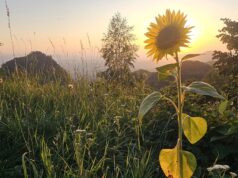 Hunedoara vremurilor noastre, tot mai tăcută